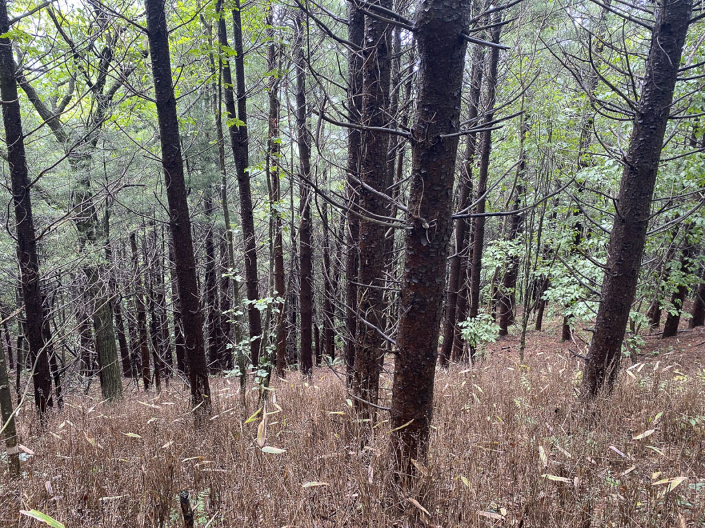 Guided hikes in South Korea